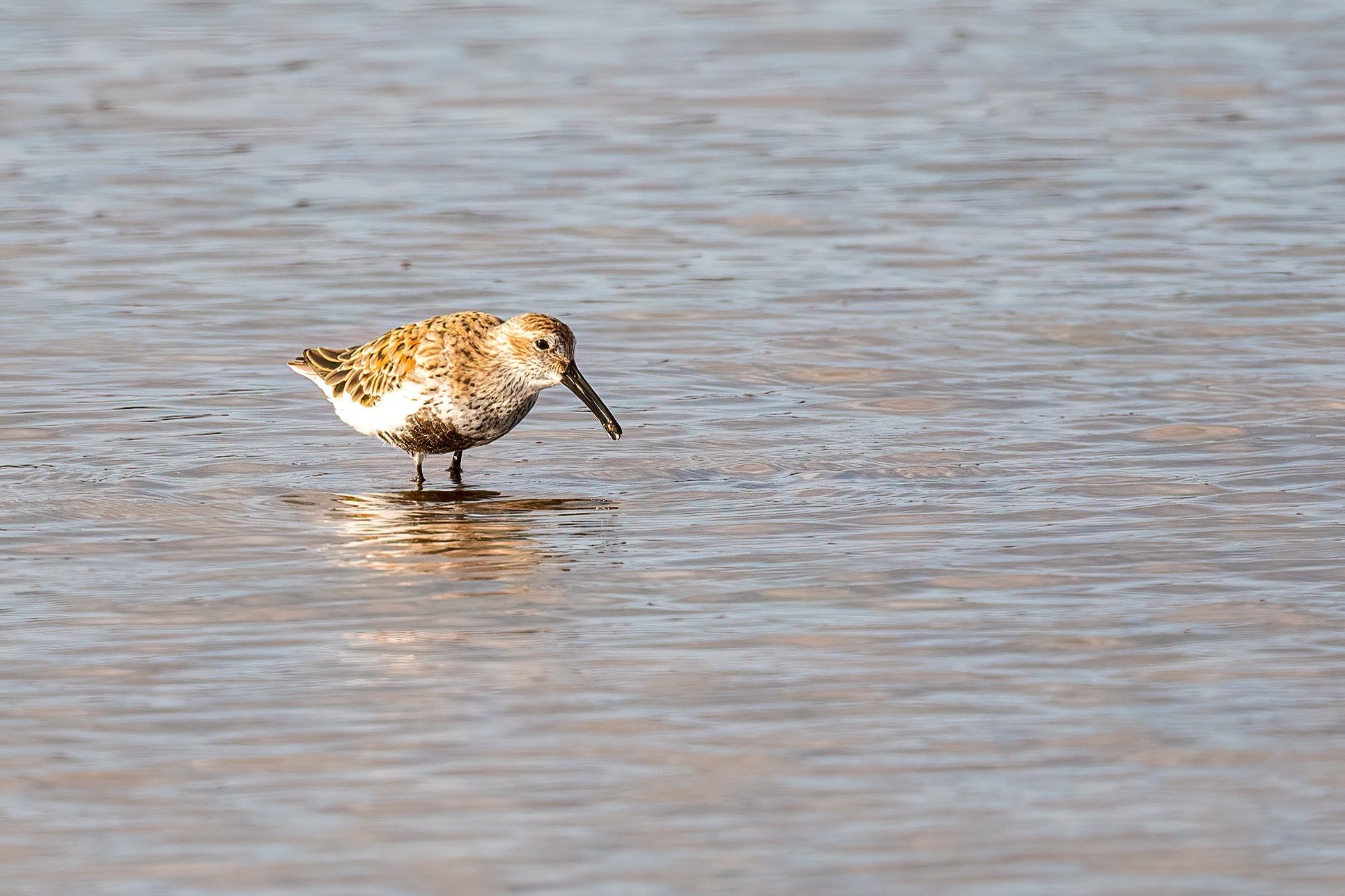 Dunlin